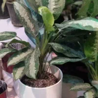 انواع گل‌های آپارتمانی وزینتی|گل و گیاه طبیعی|مشهد, هنرور|دیوار