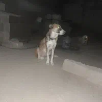 سلام سک گله وصحرا|سگ|آبپخش, |دیوار