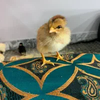 جوجه محلی و جوجه برهما|حیوانات مزرعه|گرگان, |دیوار