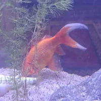 ماهی قرمز|ماهی|کرمان, |دیوار