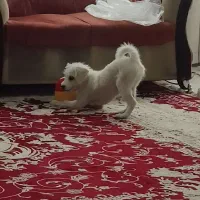 برفی خانوم|سگ|قم, شهرک مهدیه (مدرس)|دیوار