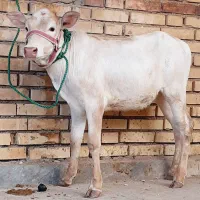 گاو یا ۳گوساله ۱نر بران سویس و۲ماده چاغ