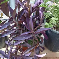 گل زیبا و شاداب با گلدان سفالی|گل و گیاه طبیعی|سهند, |دیوار