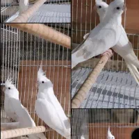 عروس هلندی آلبینو همراه‌ جوجه