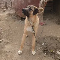 فروش فوری|سگ|ملایر, |دیوار