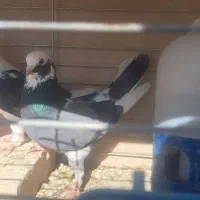 کفتر پرشی|پرنده|یزد, |دیوار