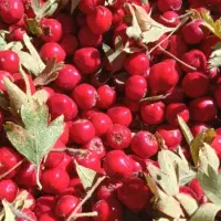 زالزالک تازه|خوردنی و آشامیدنی|قروه, |دیوار