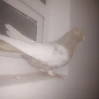 سینه ارده نر