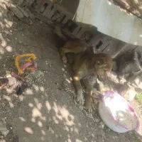 توله سگ سرابی