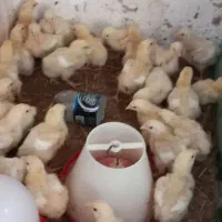 جوجه گوشتی 12روزه