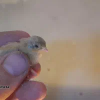 بلدرچین مینیاتوری