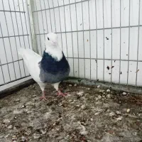 نر طوقی دورنگ شور