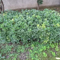 شمشاد طلایی و سبز|گل و گیاه طبیعی|املش, |دیوار