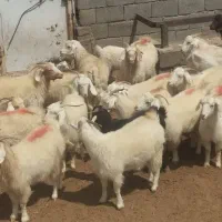 میشینه-فروش یکجا|حیوانات مزرعه|کرمان, |دیوار