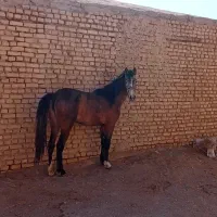 مادیان عرب کرد|اسب و تجهیزات اسب‌سواری|یزد, |دیوار