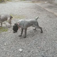 سگ شکاری پوینتر موسیمی المان