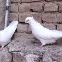 یک جفت کبوترسفید کاکولی|پرنده|عجب شیر, |دیوار
