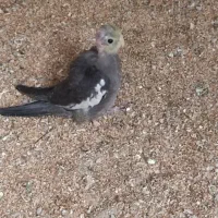 جوجه عروس هلندی