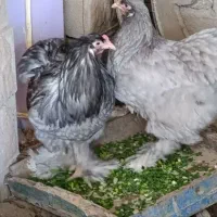 مرغ و خروس برهما