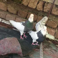 کبوتر طوق و تهرانی