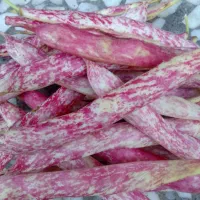 لوبیا چیتی