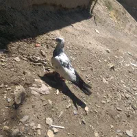 کبوتر