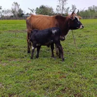 گاو وگوساله نر