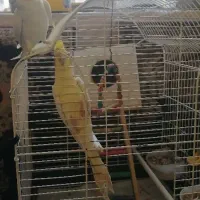 عروس هلندی|پرنده|کرمانشاه, |دیوار