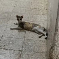 واگذاری گربه