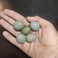 تخم نطفه دار بلدرچین مینیاتوری