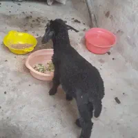 بره نر سالم خوراک خور