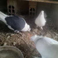 کبوتر پشت|پرنده|راز وجرگلان, |دیوار