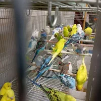 همه نوع مرغ عشق