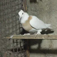 گفتریاکبوتر