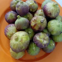 انجیر ارگانیک