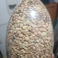 عدس شهری