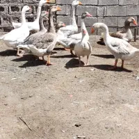 غاز|حیوانات مزرعه|اهواز, فتح|دیوار