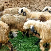 میش داشتی|حیوانات مزرعه|مسجد سلیمان, |دیوار