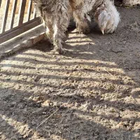 سگ پودل معاوضه باکفترومرغ وخروس|سگ|اردبیل, |دیوار