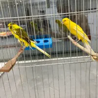 قناری|پرنده|قدس, شهرقدس|دیوار