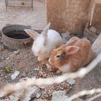 خرگوش زیبا