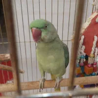 شاه طوطی نر