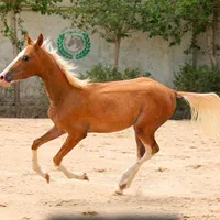 طلا یال دم شسته سمند|اسب و تجهیزات اسب‌سواری|تهران, آبشار تهران (دریاچه)|دیوار