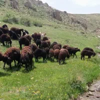 20راس بره افشارنرو ماده