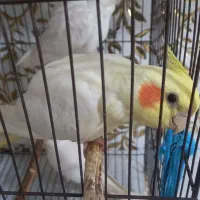 عروس هلندی|پرنده|پلدختر, |دیوار