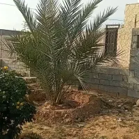 باغ شهری مجموعه باغ زیتون ثبوت ۲|فروش خانه و ویلا|برازجان, |دیوار