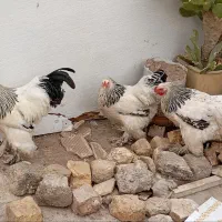 مرغ و خروس برهما