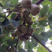 کیوی خونی