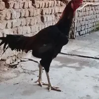 مرغ و خروس لاری|حیوانات مزرعه|کردکوی, |دیوار