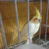 عروس هلندی